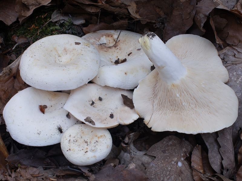 Lactarius piperatus